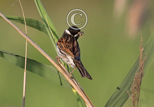Male Reed Bunting DM1805